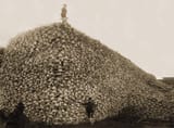 american-bison-pile-skulls