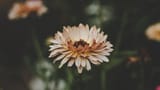 flower_petals_bud_blur_119387_3840x2160