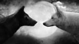 Wolf Moon