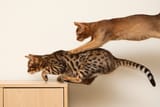 Abyssinian_playing_with_Bengali_9217