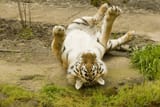 Amur_tiger_Oregon_Zoo_632602-r