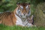 Amur_tigeress_and_cub_Marwell_Zoo_003
