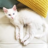 blue_eyes_1434738950