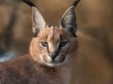 caracal_150522_8311