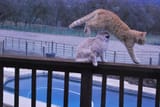 cats_on_railing_nrANbns