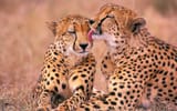 cheetahs_1655998554498