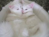 cozy_cats_65413771