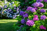 hydrangeaplantcare-header
