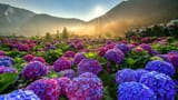 37885-Hydrangea-HD-Wallpaper
