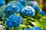 hydrangea-flowers-royalty-free-image-1650287874