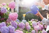 gardening-in-bushes-of-hydrangea-woman-gardener-royalty-free-image-1650301414