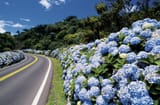 imagens-gramado