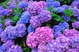 Hortensias