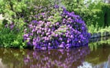 blue-purple-hydrangea-blooms-beautifully-with-large-royalty-free-image-1650309804