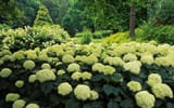 hydrangea-garden-clermont-kentucky