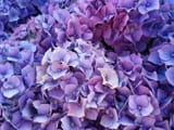 wp6412646-flower-hill-cottage-wallpapers