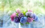 hydrangeas-vase-bouquet-painting-flora-flowers-2K-wallpaper