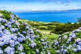 typical-azorean-landscape-with-green-hills-cows-and-hydrangeas-pico-island-azores