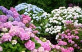 various-types-of-hydrangea-blooming-in-park-royalty-free-image-1590608320