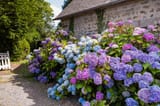 rosarote-blaue-und-violette-hort