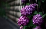 Earth Hydrangea Wallpaper