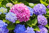 fwhypinkbluepurpleweb