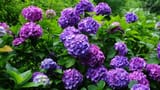 hortensie,-lila-blumen-241599