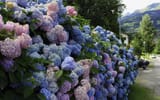 Many-hydrangea-colorful-flowers-village_2880x1800