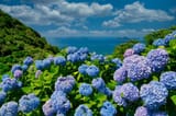 1304721-Blue-FlowerHydrangea-HD-Wallpaper