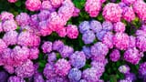 thinkstockphotos-579412384-e1496863173813