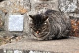zen_of_cat_5002711