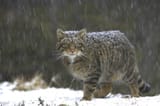 wildcat_Scotland_1491860866882
