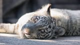 white_tiger_996005