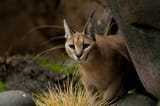 caracal_030285-r