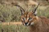 caracal_0017-r