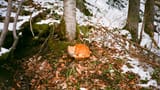 cat_fhd2