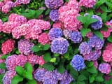 perennials-hydrangea