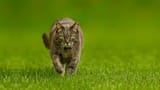Cats - 197_1b