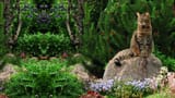 Cats - 808_1c