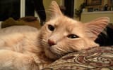 CatsA1_Cameron