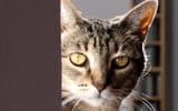 CatsA2_Mary