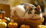 CatsA3_Choco