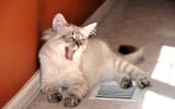 CatsA4_Kristaji