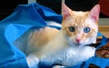 CatsA6_Puck