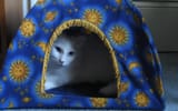 CatsA7_TomTom