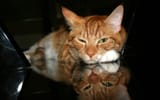 CatsB2_Soba