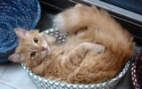 CatsB4_SwitchbladeEddie