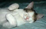CatsB5_Choco
