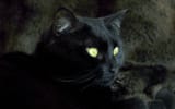 CatsB10_Ruby