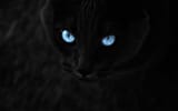 Blue_Eyes